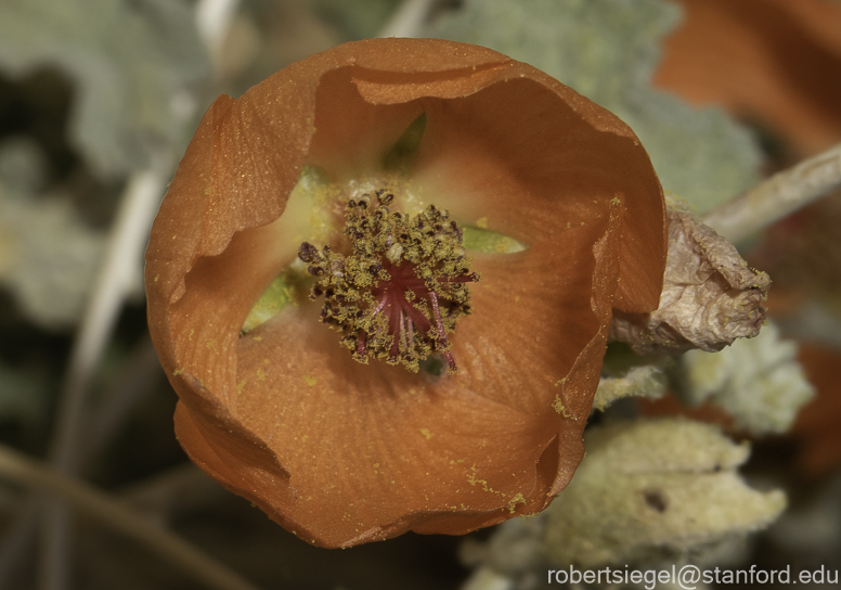 Desert Biogeography of Joshua Tree National Park